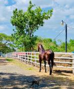 Tourism and Livestock Potencial Farm 