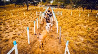 Tourism and Livestock Potencial Farm 