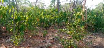 Venta de Finca de Cacao en Nicoya Guanacaste 