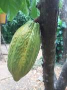 Venta de Finca de Cacao en Nicoya Guanacaste 