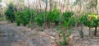 Venta de Finca de Cacao en Nicoya Guanacaste 