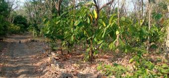 Venta de Finca de Cacao en Nicoya Guanacaste 