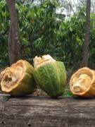 Venta de Finca de Cacao en Nicoya Guanacaste 