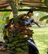 VENTA DE FINCA CON CASA, HEREDIA, SARAPIQUÍ, LA VIRGEN - 9498020 VENTA DE FINCA CON CASA, HEREDIA, SARAPIQUÍ, LA VIRGEN - 9498020