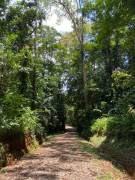 VENTA DE FINCA CON CASA, HEREDIA, SARAPIQUÍ, LA VIRGEN - 9498020 VENTA DE FINCA CON CASA, HEREDIA, SARAPIQUÍ, LA VIRGEN - 9498020