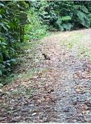 VENTA DE FINCA CON CASA, HEREDIA, SARAPIQUÍ, LA VIRGEN - 9498020 VENTA DE FINCA CON CASA, HEREDIA, SARAPIQUÍ, LA VIRGEN - 9498020