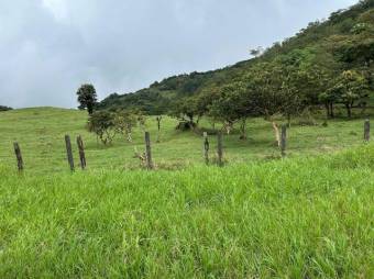 MLS-26-15 LS VENTA FINCA PALMITAL PUNTARENAS