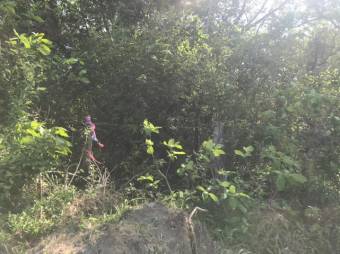 MLS-23-2562 VENTA LOTE LIBERIA GUANACASTE MLS-23-2562 VENTA LOTE LIBERIA GUANACASTE