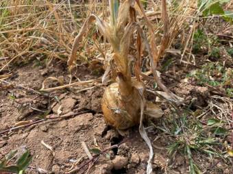 Se vende amplio terreno de 1.6 hectáreas en San Antonio Escazú 23-1737