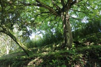 Se vende amplio lote de 5,640m2 en Brasil Santa Ana 24-395