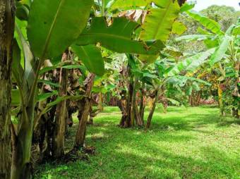 MLS-22-804 VENTA LOTE OSA PUNTARENAS MLS-22-804 VENTA LOTE OSA PUNTARENAS