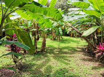 MLS-22-804 VENTA LOTE OSA PUNTARENAS MLS-22-804 VENTA LOTE OSA PUNTARENAS