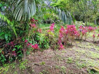 MLS-22-804 VENTA LOTE OSA PUNTARENAS MLS-22-804 VENTA LOTE OSA PUNTARENAS