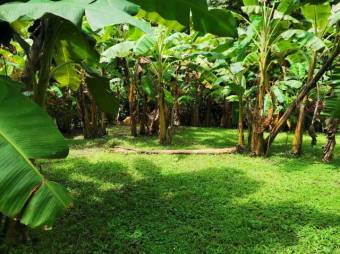 MLS-22-804 VENTA LOTE OSA PUNTARENAS MLS-22-804 VENTA LOTE OSA PUNTARENAS