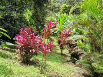 MLS-22-804 VENTA LOTE OSA PUNTARENAS MLS-22-804 VENTA LOTE OSA PUNTARENAS