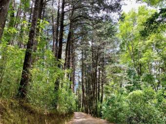 Se vende amplia finca de 14.9 hectáreas en Santa bárbara Heredia 25-1839