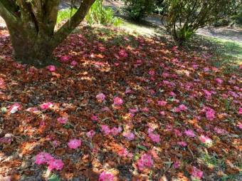 Se vende amplia finca de 3.6 hectáreas en Ángeles Heredia 24-1448