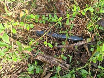 Se vende lote de 4,000m2 en San Jose de la Montaña 25-1371