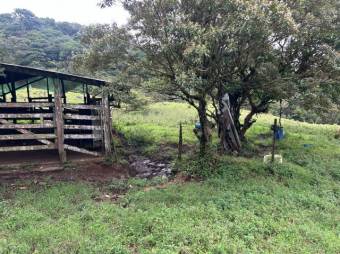 MLS-26-19 LS VENTA LOTE PALMITAL PUNTARENAS