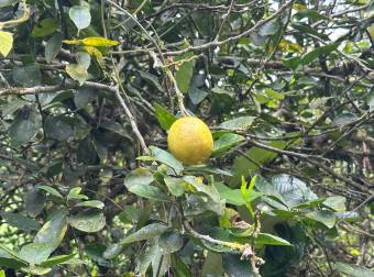 Farm With Site To Build, Internal Road, Cabin, Ravine, Utilities, Views