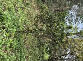 Farm With Site To Build, Internal Road, Cabin, Ravine, Utilities, Views