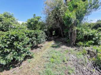 Se vende amplio terreno de 6,200m2 en Santo Tomas Heredia 26-417