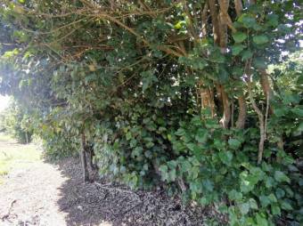 Se vende amplio terreno de 6,200m2 en Santo Tomas Heredia 26-417