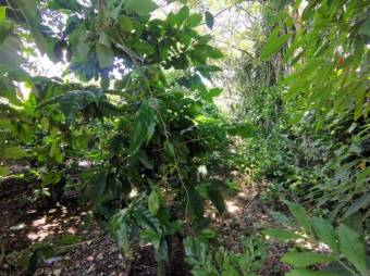 Se vende amplio terreno de 6,200m2 en Santo Tomas Heredia 26-417