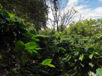 Se vende amplio terreno de 6,200m2 en Santo Tomas Heredia 26-417