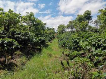 Se vende amplio terreno de 6,200m2 en Santo Tomas Heredia 26-417