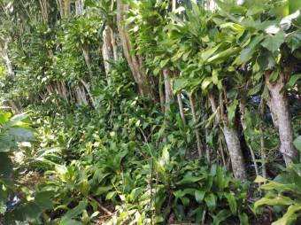 Se vende amplio terreno de 6,200m2 en Santo Tomas Heredia 26-417