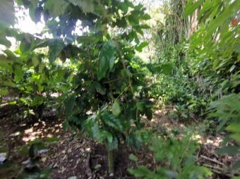 Se vende amplio terreno de 6,200m2 en Santo Tomas Heredia 26-417