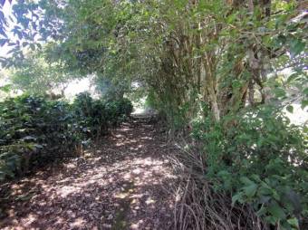 Se vende amplio terreno de 6,200m2 en Santo Tomas Heredia 26-417