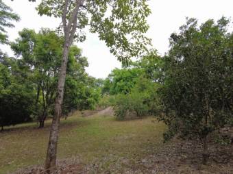 MLS-23-2437 VENTA LOTE OROTINA ALAJUELA MLS-23-2437 VENTA LOTE OROTINA ALAJUELA