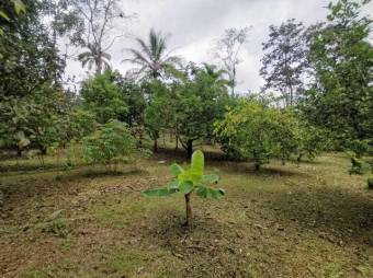 MLS--25-1079 VENTA LOTE CON CASA VENECIA SAN CARLOS