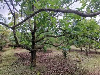 MLS--25-1079 VENTA LOTE CON CASA VENECIA SAN CARLOS