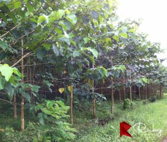 REFUGIO DE BIODIVERSIDAD EN EL CARIBE COSTARRICENSE  500 Hectáreas