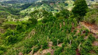 FOR SALE 1.83-ACRE LOT WITH PANORAMIC MOUNTAIN VIEWS IN PLATANARES, PEREZ ZELEDON