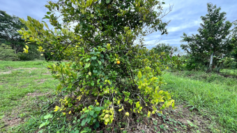 SE VENDE LOTE EN HATILLO CON EXCELENTE POTENCIAL DE INVERSION SE VENDE LOTE EN HATILLO CON EXCELENTE POTENCIAL DE INVERSION
