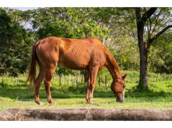 PREVENTA DE LOTES, PUNTARENAS, JACÓ, PLAYA HERMOSA - 10454088