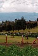 Se vende hermoso terreno en zona La Angelina, Cartago