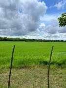 TERRENO EN VENTA EN LIBERIA GUANACASTE TERRENO EN VENTA EN LIBERIA GUANACASTE