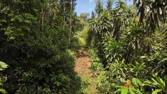 SE VENDE FINCA CON TOPOGRAFIA PLANA Y POTENCIAL AGRICOLA EN PEREZ ZELEDON