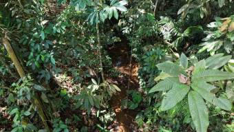 SE VENDE FINCA CON TOPOGRAFIA PLANA Y POTENCIAL AGRICOLA EN PEREZ ZELEDON