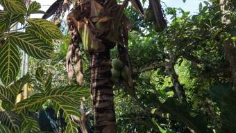 VENTA DE CASA DE 4 HABITACIONES CON ARBOLES FRUTALES EN EL HOYON, PEREZ ZELEDON