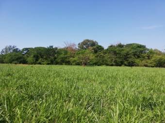 Se vende gran lote de 36,5 Hectáreas en Nosara Guanacaste 23-2211