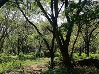 Se vende gran lote de 36,5 Hectáreas en Nosara Guanacaste 23-2211