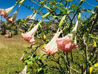 Se vende lote de 1,493m2 en mercedes de Heredia 25-989