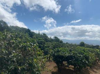Se vende finca cafetalera de 18 hectáreas en Concepción de Heredia 25-1394