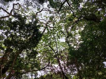 Se vende amplia finca de 28 hectáreas en San José de la Montaña 23-2563